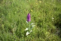 Dactylorhiza majalis,Breitblättriges Knabenkraut