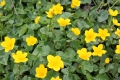 Bild 2 von Caltha palustris  Sumpfdotterblume