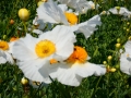 Bild 5 von Romneya coulteri  Kalifornischer Baummohn