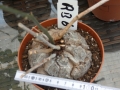 Bild 1 von Schildkrötenpflanze Dioscorea elephantipes RB6