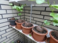 Schildkrötenpflanze Dioscorea elephantipes 8-9 cm