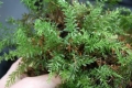 Bild 3 von Mnium hornum Schwanenhals-Sternmoos  Moospflanze