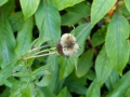 Bild 2 von Inula britanica  Sumpf-Alant