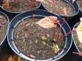 Bild 4 von Dioscorea discolor   Yamwurzelgewächs