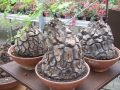 Bild 40 von Schildkrötenpflanze Dioscorea elephantipes 