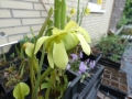 Bild 1 von Sarracenia oreophylla  , Grüne Schlauchpflanze