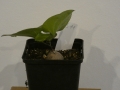 Schildkrötenpflanze Dioscorea elephantipes B11