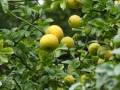 Bild 3 von Poncirus trifoliata      Bitterorange  winterharte Zitrone
