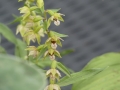 Bild 2 von Epipactis helleborine   Breitblättrige Ständelwurz 