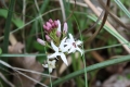 Menyanthes trifoliata, Bitterklee, Fieberklee