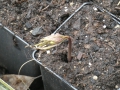 Bild 2 von Dentaria enneaphyllos  Neunblatt-Zahnwurz