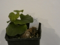 Schildkrötenpflanze Dioscorea elephantipes B15