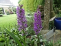 Bild 2 von Dactylorhiza foliorella