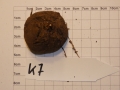 Bild 2 von Schildkrötenpflanze Dioscorea elephantipes  K7