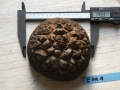 Bild 1 von Schildkrötenpflanze Dioscorea elephantipes EM1
