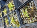 Bild 4 von Pinguicula alpina  Blüte weiß