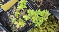 Bild 2 von Potentilla erecta   Blutwurz Tormetill