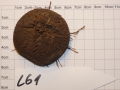 Bild 2 von Schildkrötenpflanze Dioscorea elephantipes  LG1