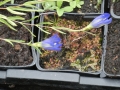 Bild 5 von Gentiana pneumonanthe, Lungenenzian