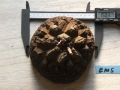 Bild 1 von Schildkrötenpflanze Dioscorea elephantipes EM5