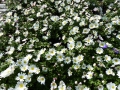 Bild 4 von Anemone nemorosa  Buschwindröschen