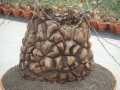 Bild 24 von Schildkrötenpflanze Dioscorea elephantipes  