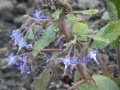 Bild 1 von Trachystemon orientalis  Rauling