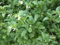 Bild 3 von Poncius trifoliata  Bitterorange