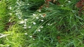 Bild 2 von Galanthus nivalis  Schneeglöckchen
