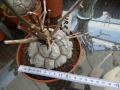 Schildkrötenpflanze Dioscorea elephantipes UR8