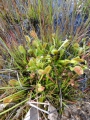 Bild 7 von Dionaea muscipula, Venusfliegenfalle
