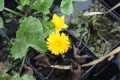 Caltha palustris Multiplex  gefüllte  Sumpfdotterblume