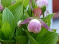 Cypripedium-Vintry Pink -Hybriden 